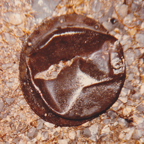 Oil Pan