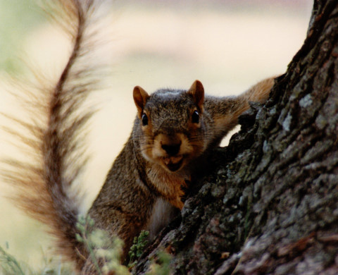 Squirrel